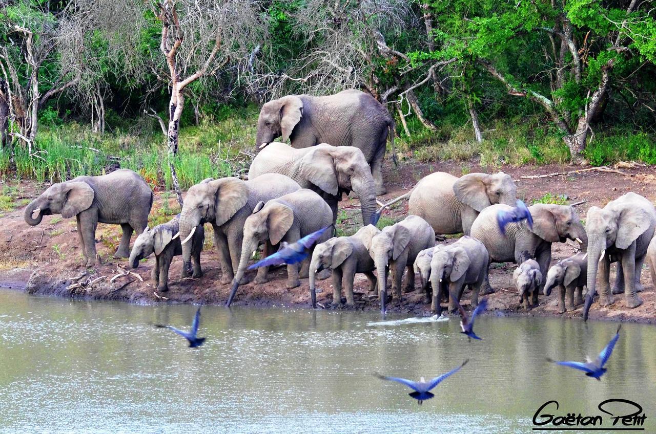 Thula Thula Exclusive Private Game Reserve & Lodge Ntambanana Exterior foto