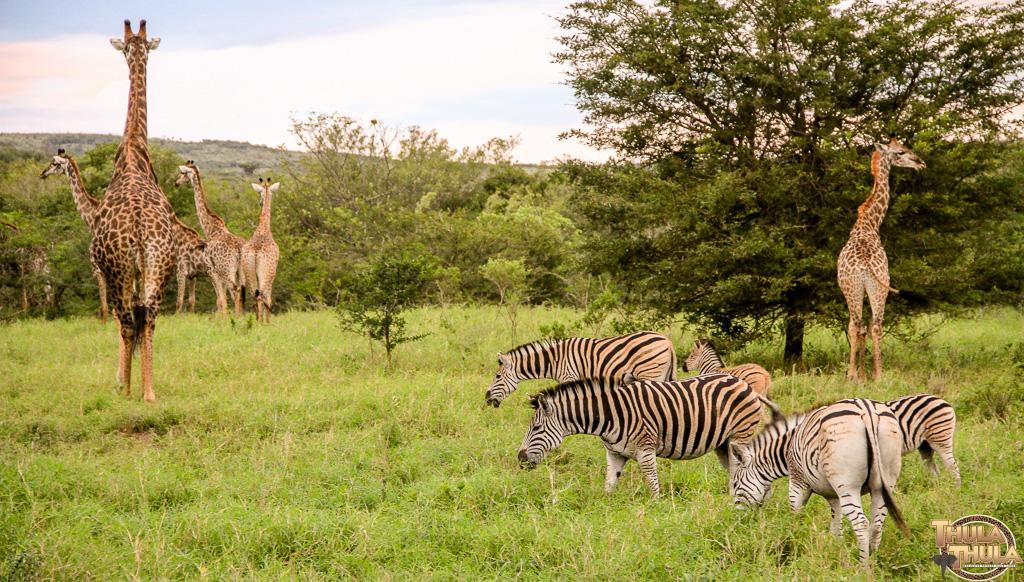 Thula Thula Exclusive Private Game Reserve & Lodge Ntambanana Exterior foto