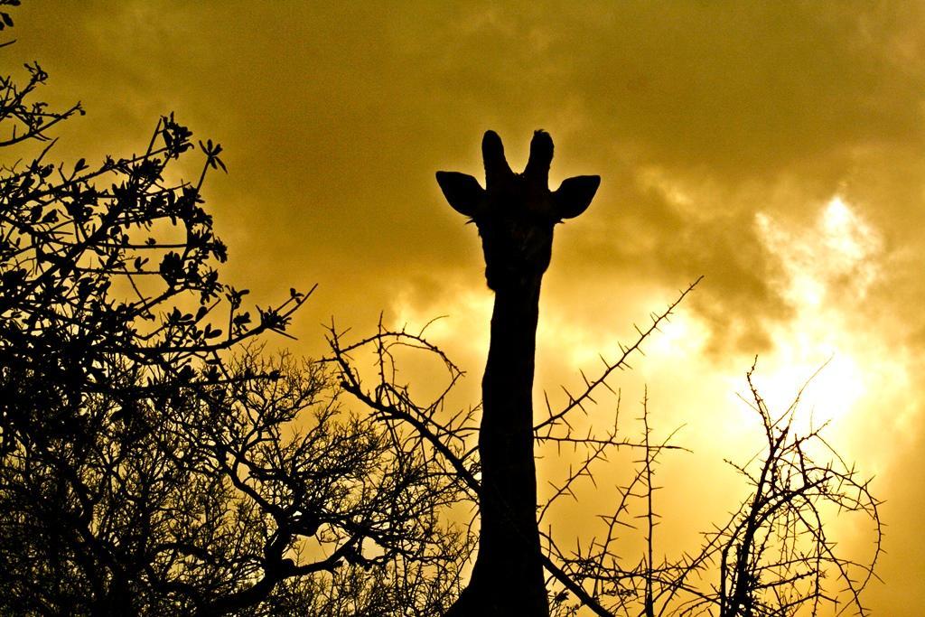 Thula Thula Exclusive Private Game Reserve & Lodge Ntambanana Exterior foto
