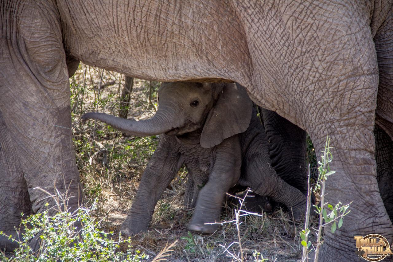 Thula Thula Exclusive Private Game Reserve & Lodge Ntambanana Exterior foto